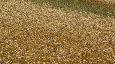 Weizenfeld (1).jpg